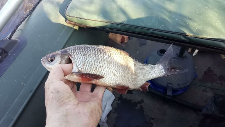 fishing.ideal в LOOKY. #язь,#рыбалка,#fishing,#рыбалкавесной. Язь на удочку.
#язь ...