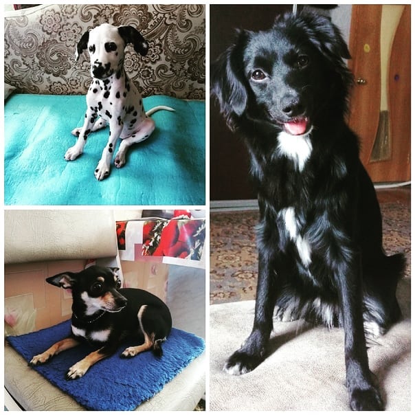_miss_freya в LOOKY. . My favorite dogs😘
К...