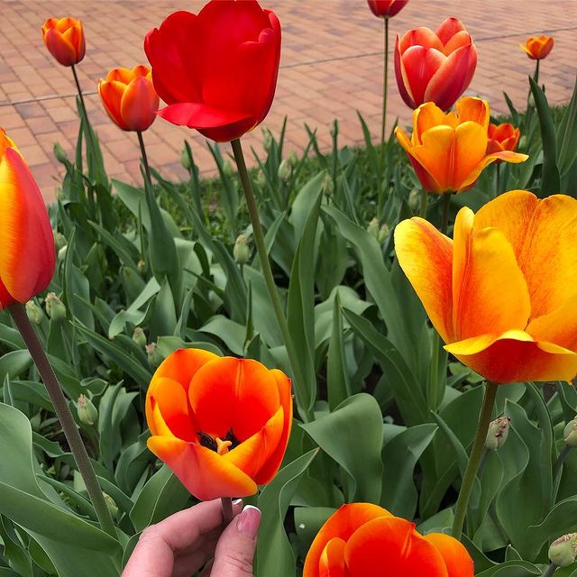 olviola в LOOKY. . null