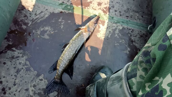 fishing.ideal в LOOKY. #рыбалка,#щука,#спининг,#fishing,#fishing🐟,#рыбалкавесной. Видео от участника н...