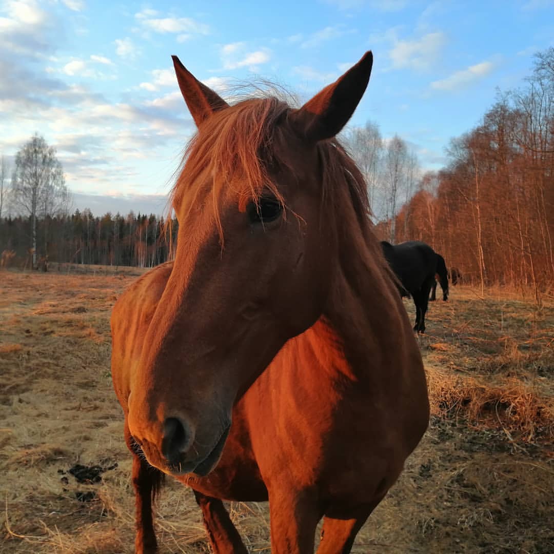 mikhail_lys в LOOKY — Продолжение лошадиной темы