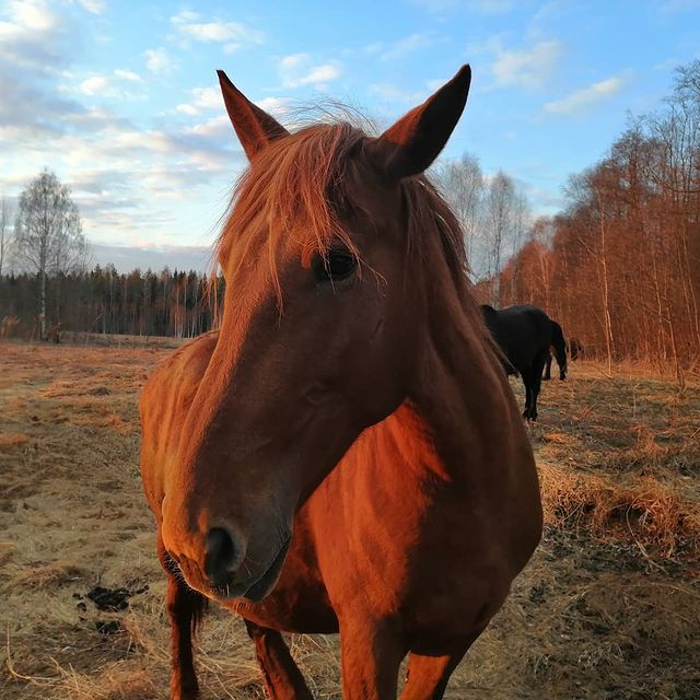 Михаил Лысь в LOOKY. . Продолжение лошадино...