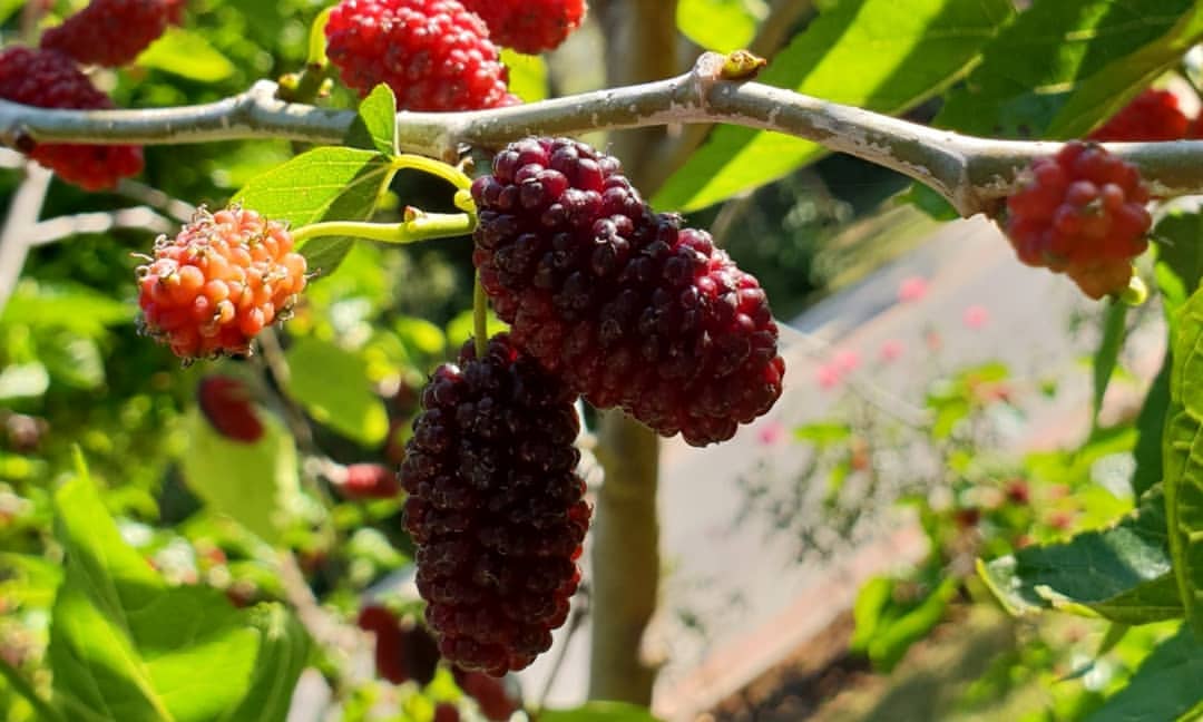 elena_chemy в LOOKY — фото 9