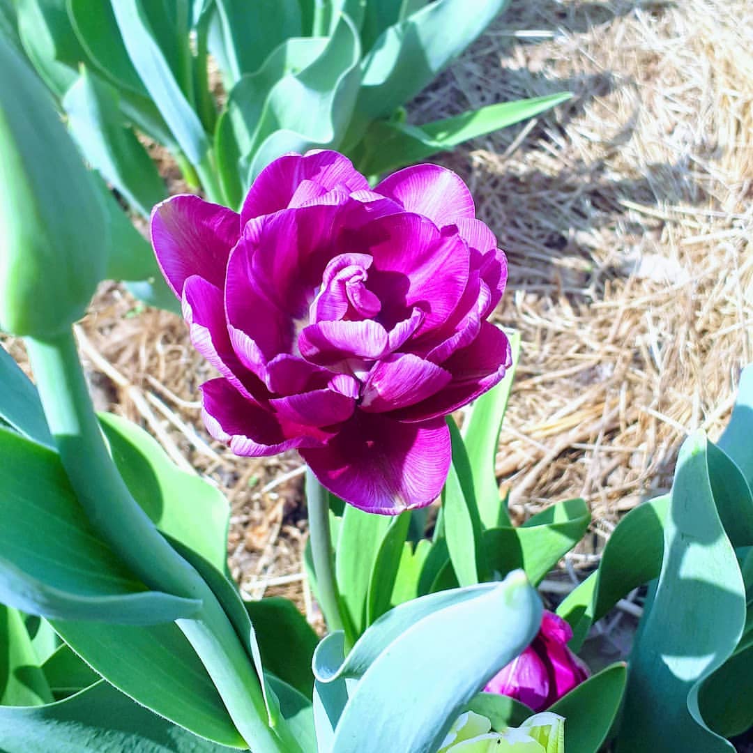 madam_romanova_annet в LOOKY — #Тюльпан
#Сартаково
#Цветы
#Тюльпаны
#tulip
#сад
#дача
#gard