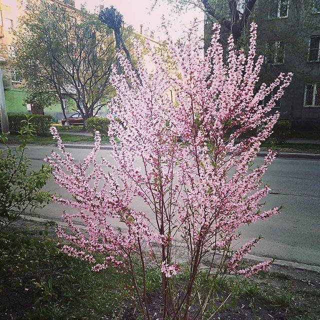 ida_latu в LOOKY. . Красотища😍