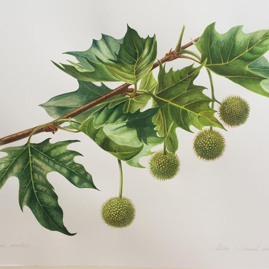 mariayarmish_botanicalart в LOOKY — Платан восточный. Бумага, акварель. Поехал на выставку в Ник