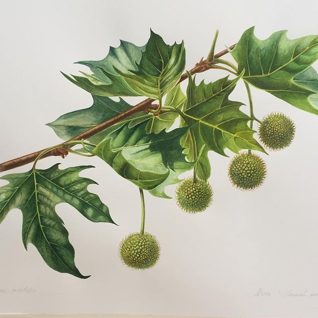 mariayarmish_botanicalart в LOOKY. . Платан восточный. Бу...