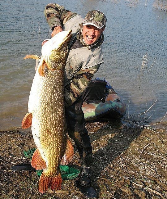 fishing.ideal в LOOKY. #рыбалка,#рыболов,#щука,#трофей,#рыбаокафото,#фото,#улов,#рыбалка🎣,#отдых. Щука на 24 кг. ПОДПИ...