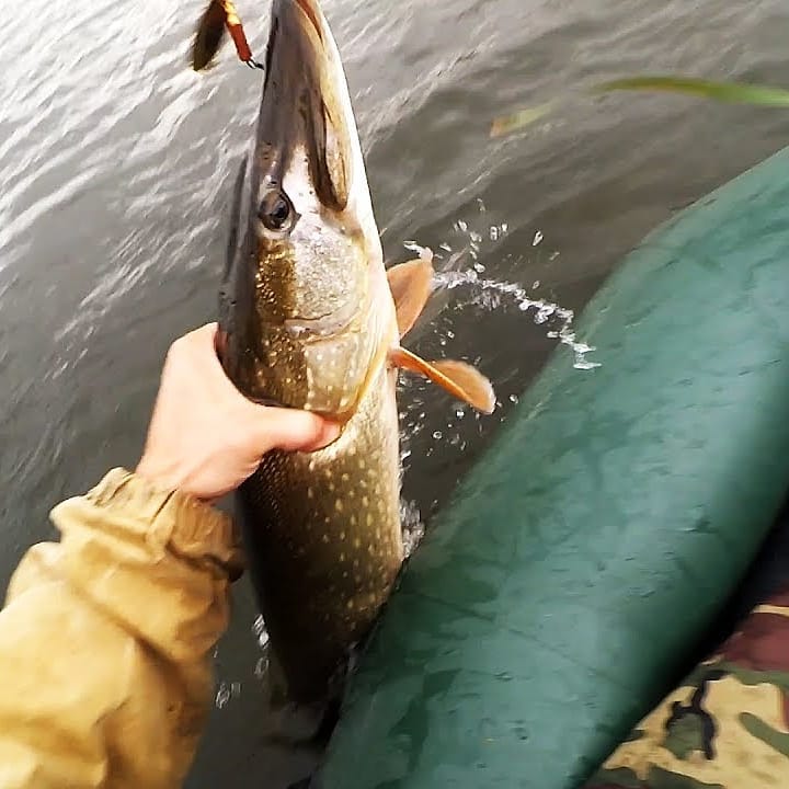 fishing.ideal в LOOKY — ПОДПИСЫВАЙТЕСЬ НА НАШ Instagram
#fishing 
#fishing🐟 
#рыбао