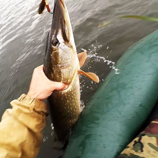 fishing.ideal в LOOKY. #fishing,#fishing🐟,#рыбаоканаспиннинг,#рыбалка🎣,#щука,#трофей,#отдых,#рыболов. ПОДПИСЫВАЙТЕСЬ НА НА...