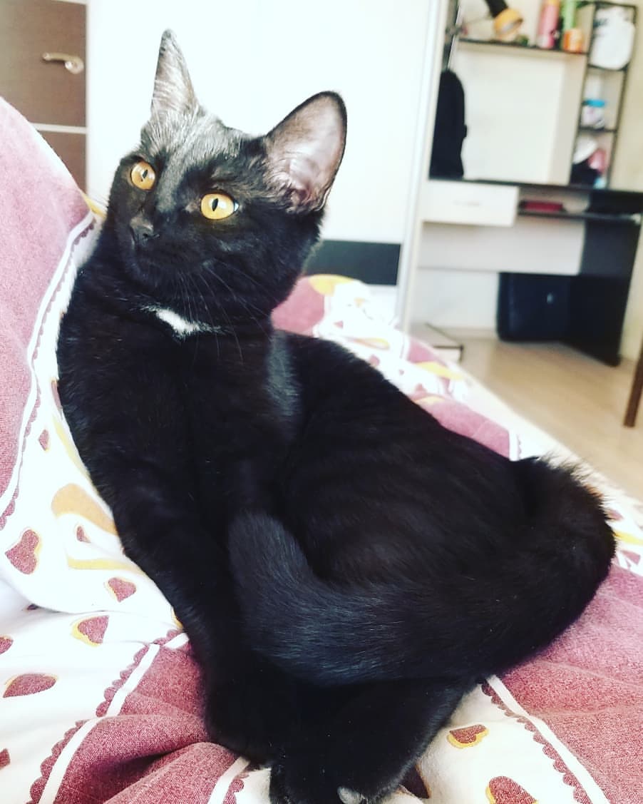 for_e_ver96 in LOOKY. #Казань,#казань2019,#2019,#кошки,#кошкитакиекошки,#египет,#египетскиекошки,#царевна,#королевна,#засранка. В Древнем Египте кош...