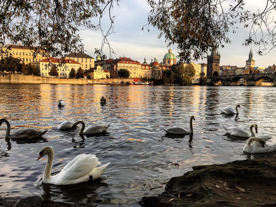 gribosekavia в LOOKY — #prague #czechrepublic #beer #europe #natureofrussiaru #amaz