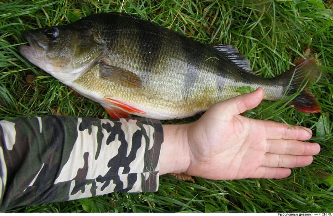fishing.ideal в LOOKY — Окунь на 2 кг
#рыбалка🎣 #удочка #фидер #спиннинг #джиг #рыб