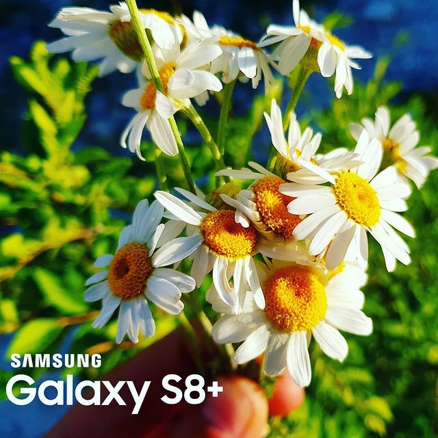 slavs_16 в LOOKY. . null