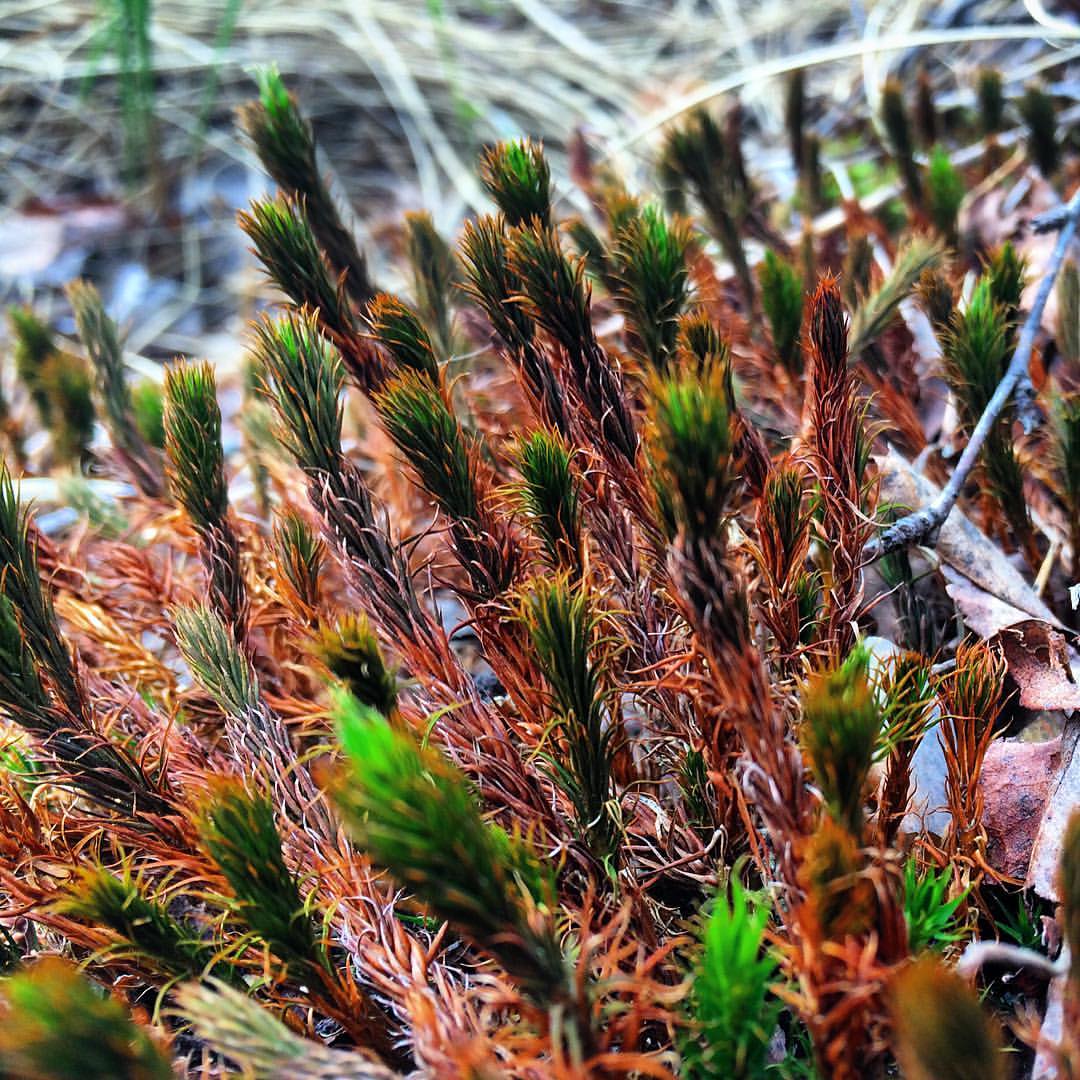 winterpersonage в LOOKY — Good morning 🌿 #iphoneonly #nature #forest