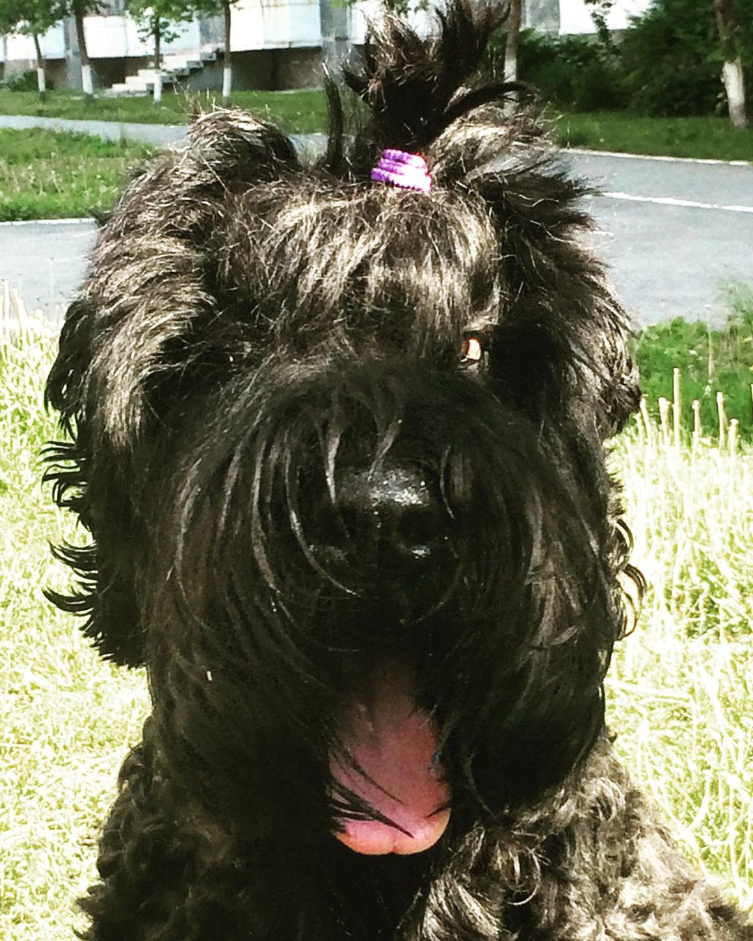 avrora_rossa в LOOKY — Доброго утречка!😘🐾🐾 #brt #blackrussianterrier #blackrussi