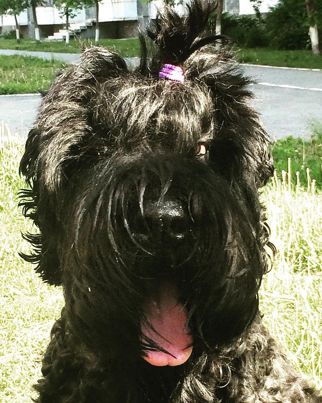 avrora_rossa в LOOKY. #brt,#blackrussianterrier,#blackrussianterriers,#русскийчерныйтерьер,#черныйтерьер,#черныш,#черныши,#собакасталина,#моялюбимаясобака. Доброго утречка!😘🐾...