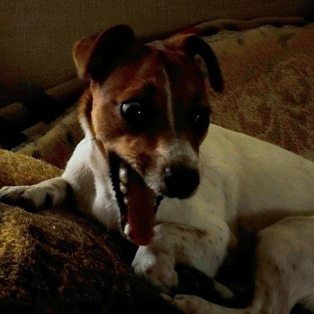 happy.pets17 в LOOKY — фото 2