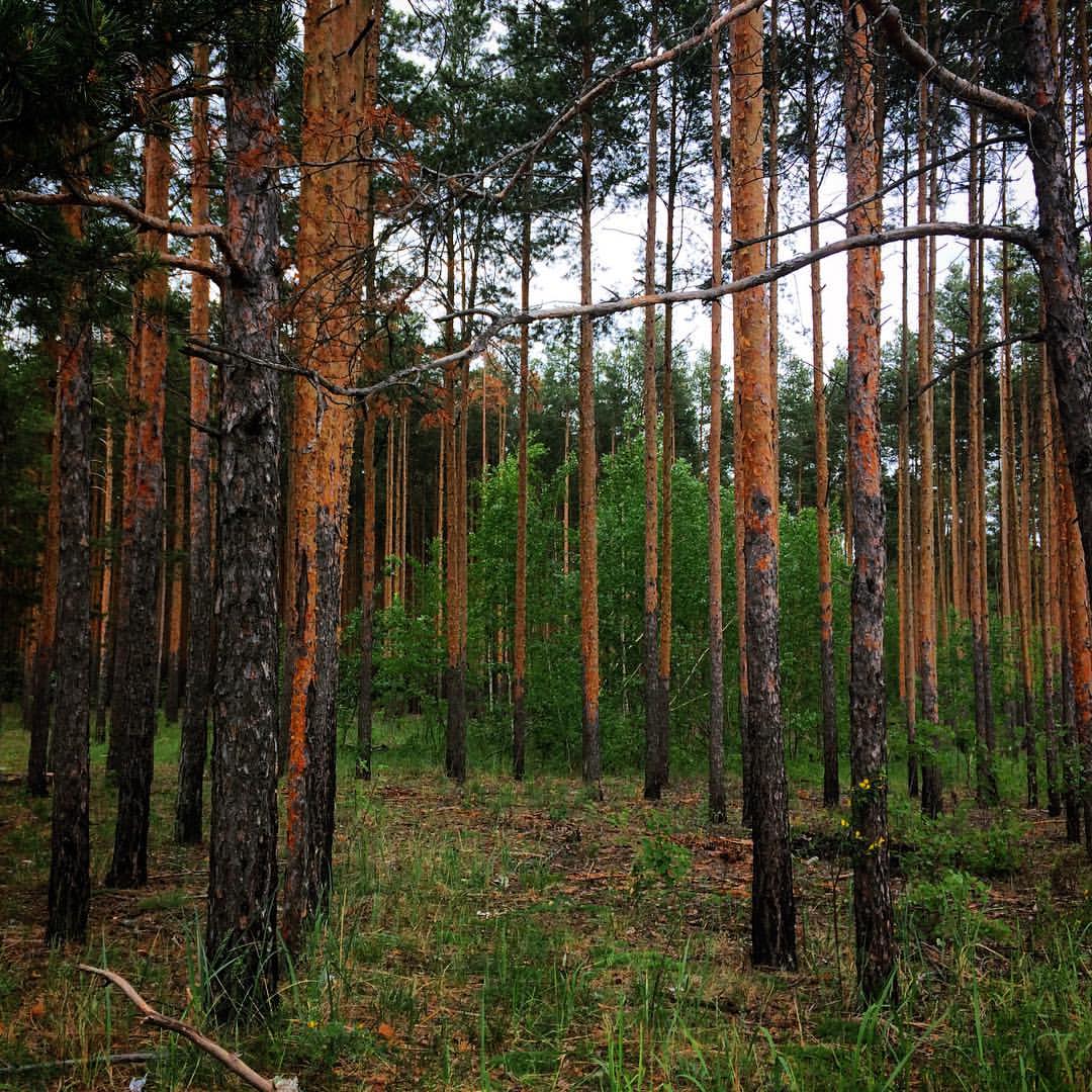 winterpersonage в LOOKY — #iphoneonly #nature #forest