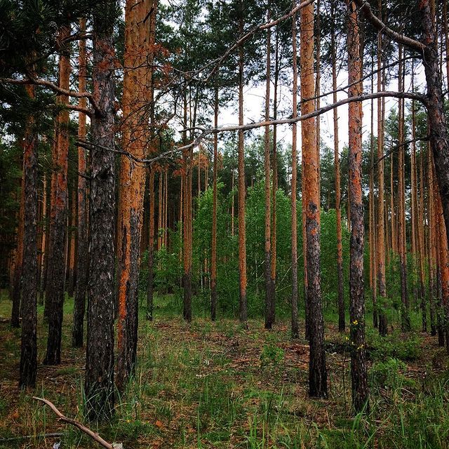 winterpersonage в LOOKY. #iphoneonly,#nature,#forest. #iphoneonly #nature ...
