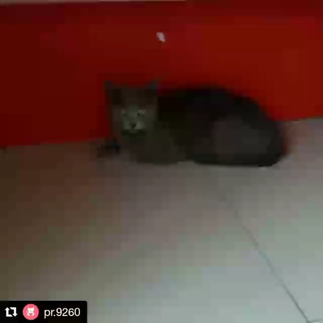 angel.devil.96 in LOOKY. #братьянашименьшие,#котятвдобрыеруки,#приют,#нужнапомощь,#котята. Одному очень хорошем...