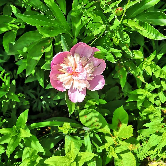 jenechka_pelevina в LOOKY. #БП180619,#доброеутро,#лето2019,#мечтысбываются,#позитив,#счастье,#самыйлучшийдень. Оптимисты живут доль...