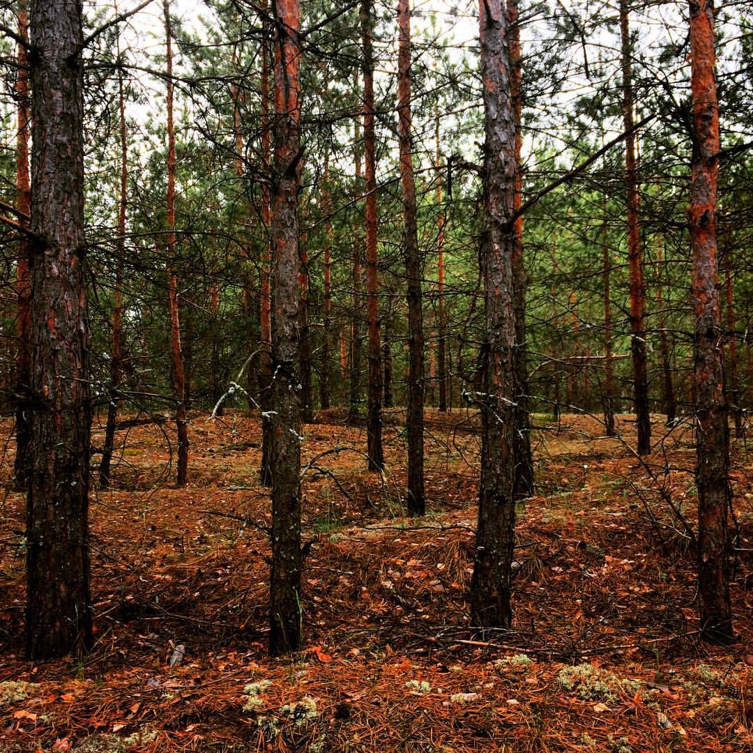 winterpersonage в LOOKY — #iphoneonly #forest #nature