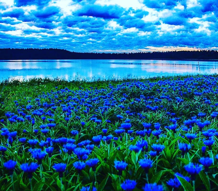 angie_vays в LOOKY — Поле василечков и закат - что ещё нужно для счастья? 🌅🌼🌼�