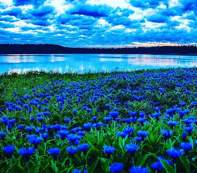 angie_vays в LOOKY. . Поле василечков и за...