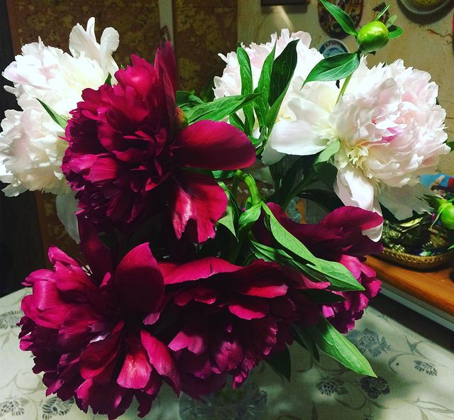 avrora_rossa в LOOKY. . 🌺🌺🌺пионы🌺🌺🌺