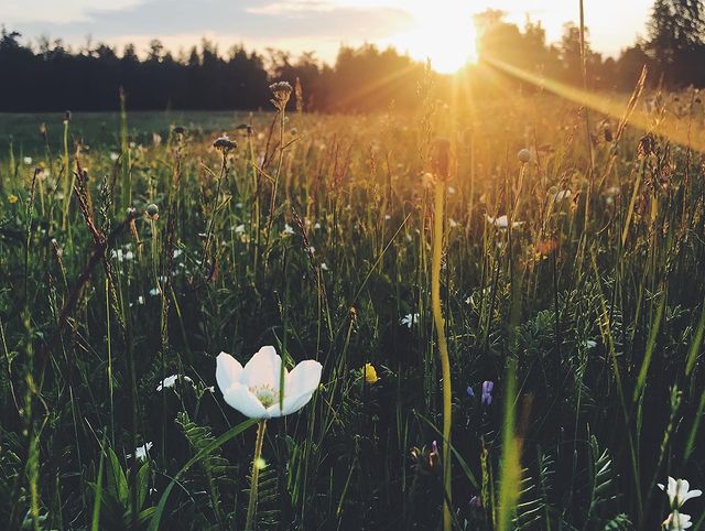 mariaegorrova в LOOKY. #sunrise. Summer morning views...