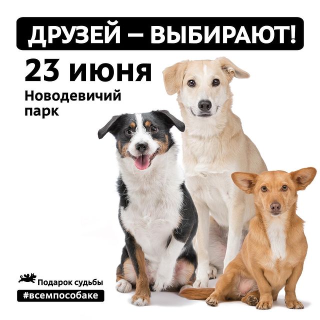mrsstepanov в LOOKY. #Рада_Некрасовка?,#Всемпособаке20. Пост в поддержку @so...