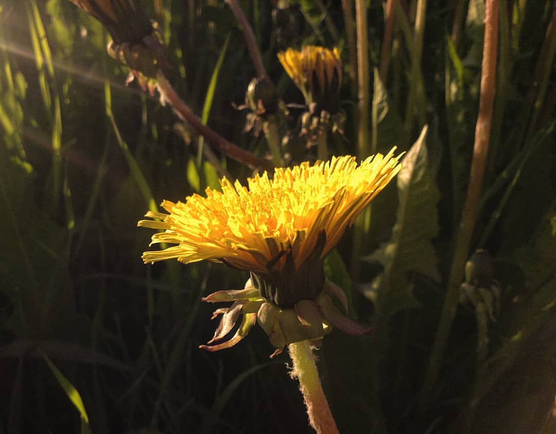 venian51 в LOOKY — #Dandelion
~~~~~~~~
📸 20.06.19