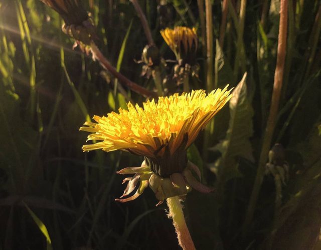 venian51 в LOOKY. #Dandelion. #Dandelion
~~~~~~~~
...