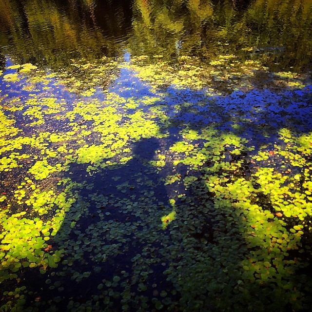 winterpersonage в LOOKY. #iphoneonly,#nature,#forest,#lake. 👥 #iphoneonly #natu...