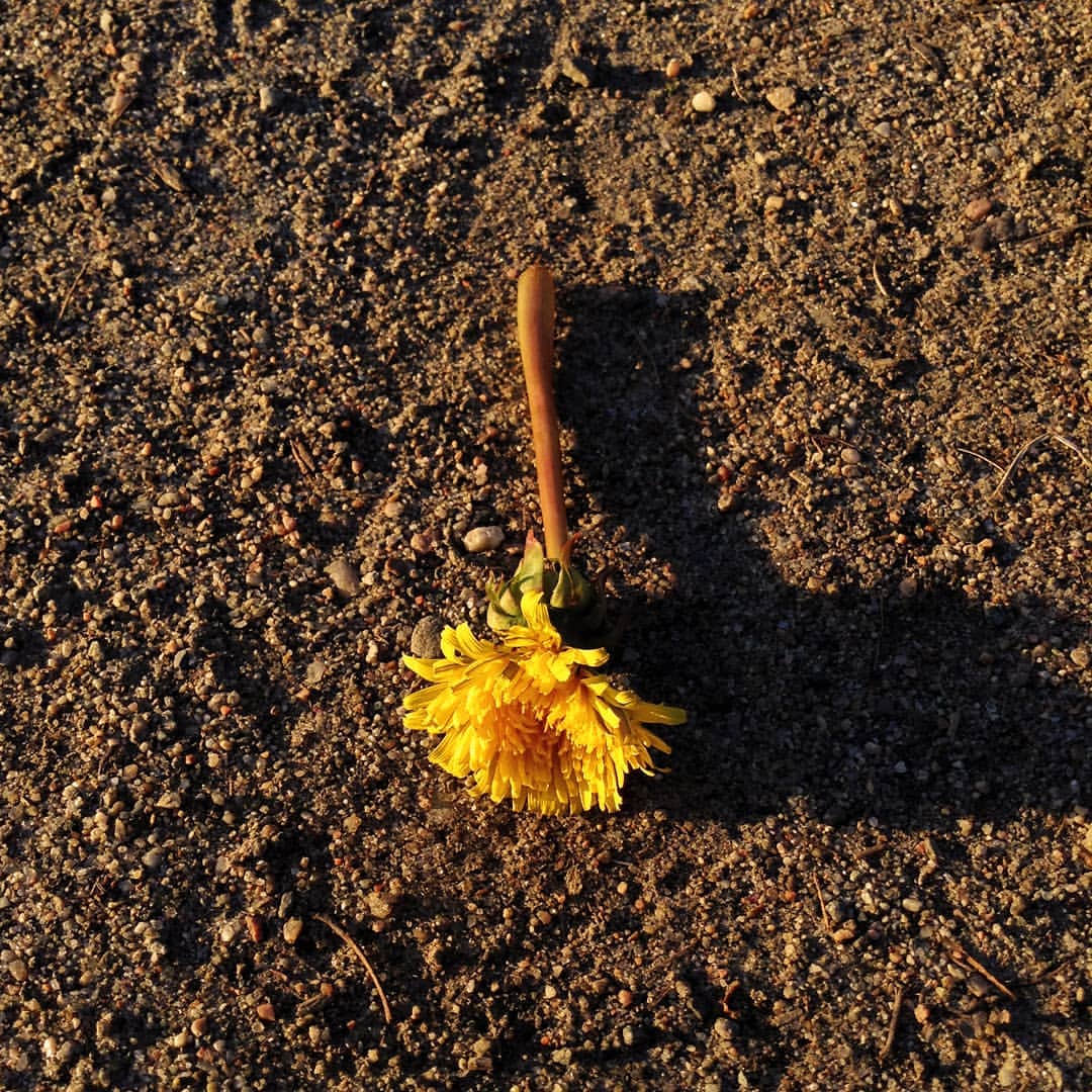 venian51 в LOOKY — #dead #Dandelion ~~~~~~~~
📸 20.06.19
~~~~~~~~
P. S. #Killed