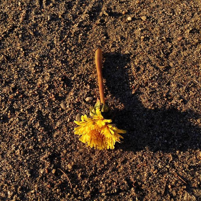 venian51 в LOOKY. #dead,#Dandelion,#Killed. #dead #Dandelion ~~~...