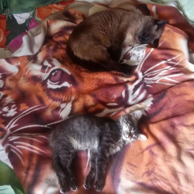 leopardik775 в LOOKY. #котомафия,#безкотаижизньнета. У нас случайно самоз...