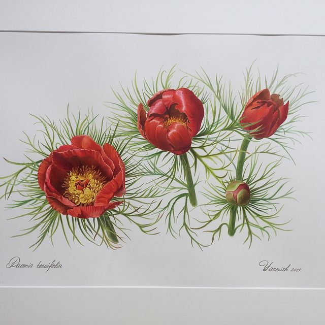 mariayarmish_botanicalart в LOOKY. #botanicalpainting,#paeoniatenuifolia,#watercolorflower,#watercolorpaeonia,#watercolorexhibition2019,#sabaexhibition2019,#saba. Пион тонколистный (и...