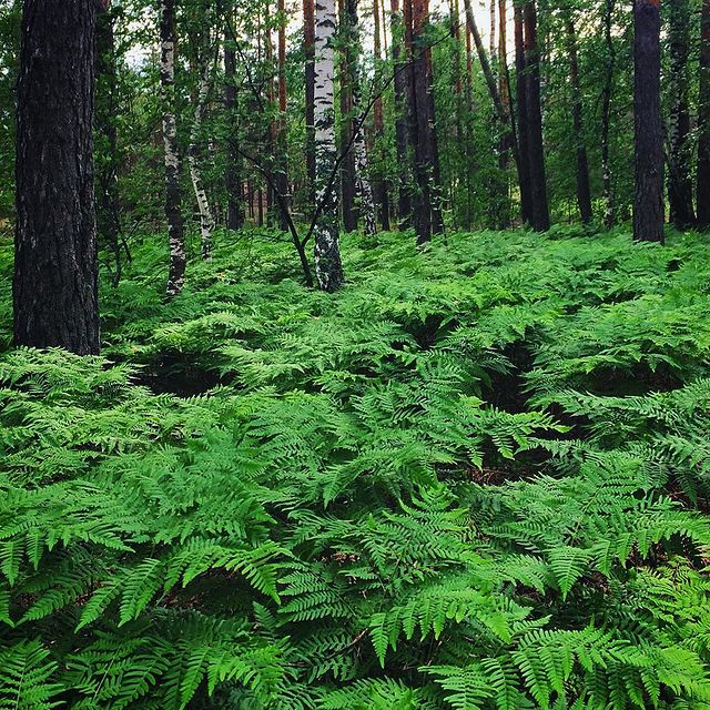 winterpersonage в LOOKY. #iphoneonly,#nature,#forest. Свежо и влажно 🌿 #i...