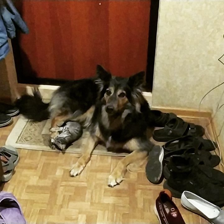 _m.o.o.n_d.o.g_ in LOOKY. . Первый контакт