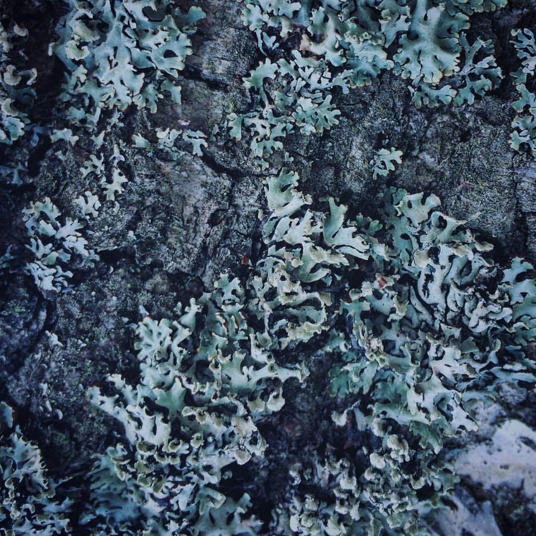 winterpersonage в LOOKY — У деревьев тоже есть шерсть #iphoneonly #nature #forest