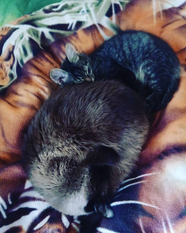 leopardik775 в LOOKY. #безкотаижизньнета. Сага про двух котов ...