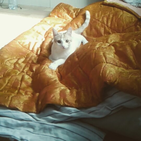 maeko_382 в LOOKY. #котейка,#кот,#котбезприкрас,#котопугач,#мелкийпакостник,#just,#cat,#pat,#soqute,#loveit. Видеоинструкция: как...