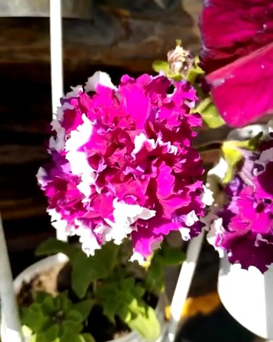 an_zhela.t в LOOKY. #summer2019#flowers#home#лето2019#цветы. Радуйтесь каждому мо...