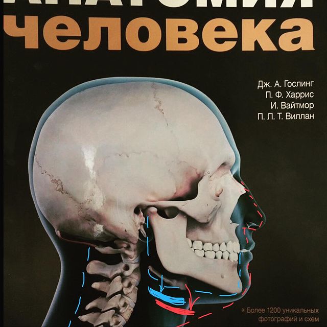 osteosmekhova в LOOKY. #анатомичка,#наталиясмехова,#beautypolice,#бьютиполиция,#миолог,#миовитоника,#эрина,#faceplastic,#остеолог. Сегодня разбираю ули...