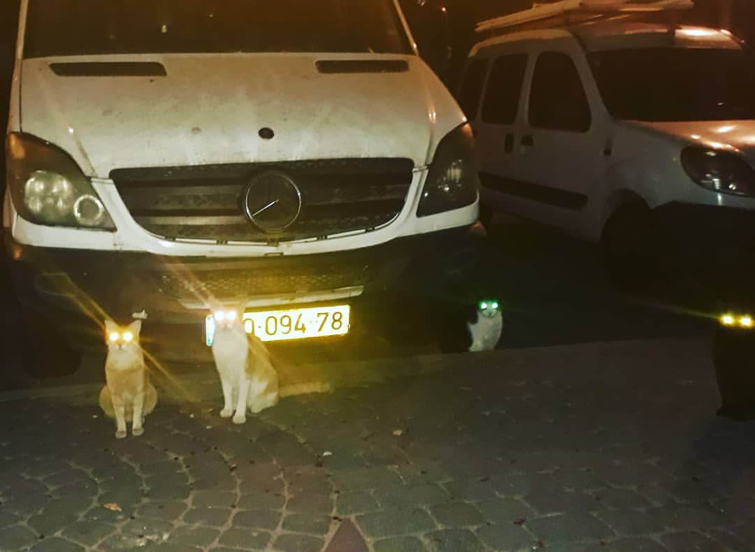 masha_kurpa4 в LOOKY — По некоторым оценкам, количество бродячих котов составляет о