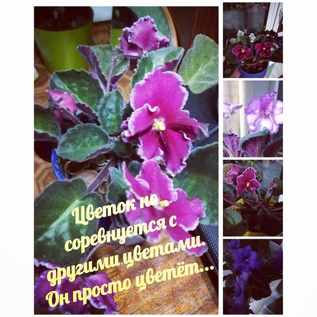 vlad59sem в LOOKY. . Цветок не соревнуетс...