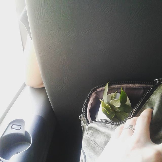maeko_382 в LOOKY. #ficusbenjamina,#homeflowers,#just,#home,#озеленяемквартиру,#длядома,#уютныйдом. В нашем доме появилс...