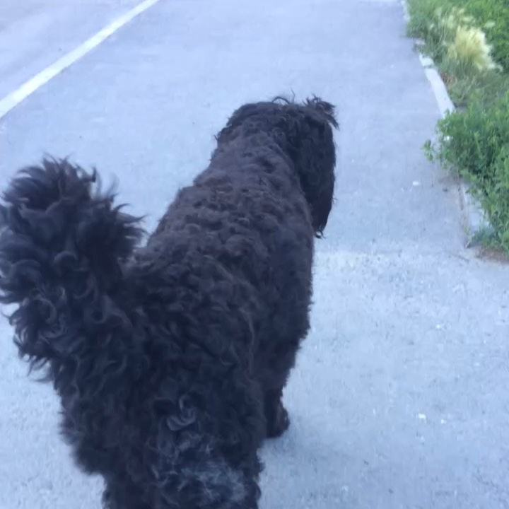 avrora_rossa в LOOKY. #русскийчерныйтерьер,#собакасталина,#blackrussianterrier,#blackrussianterriers,#blackrussianterriersofinstagram,#brt. Важнючая деловучая м...